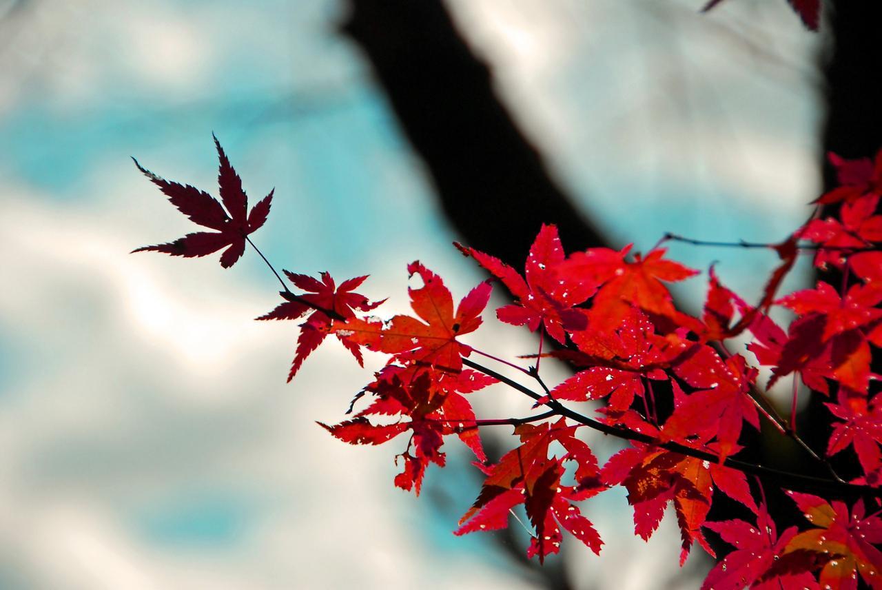 Appart hôtel Sakura Shijo Karasuma