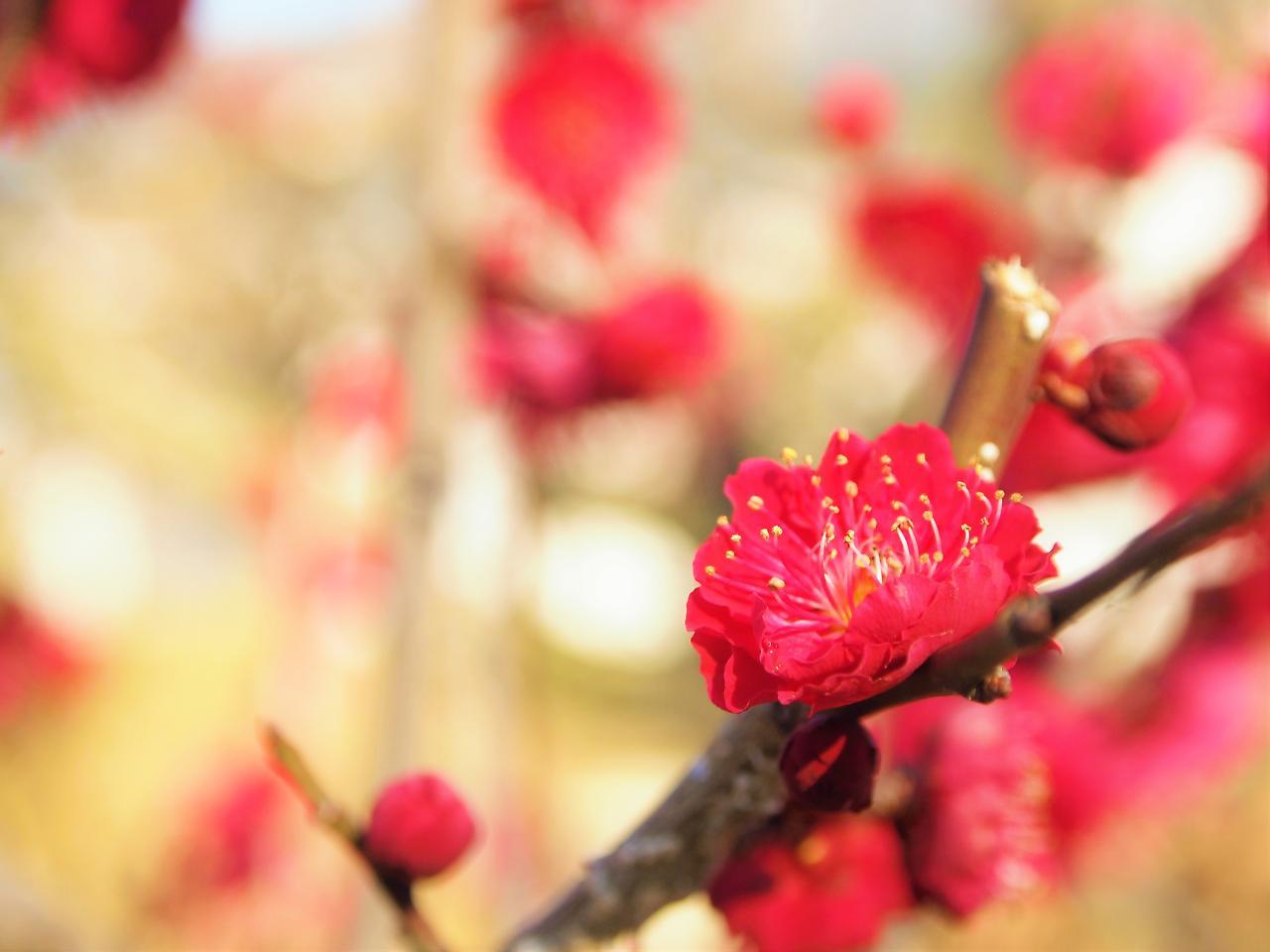 公寓式酒店 Sakura 四条烏丸 京都