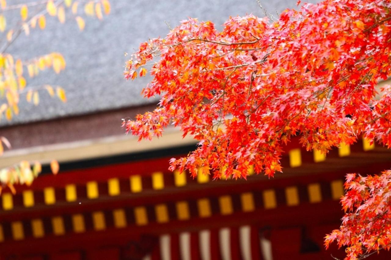 公寓式酒店 Sakura 四条烏丸 京都